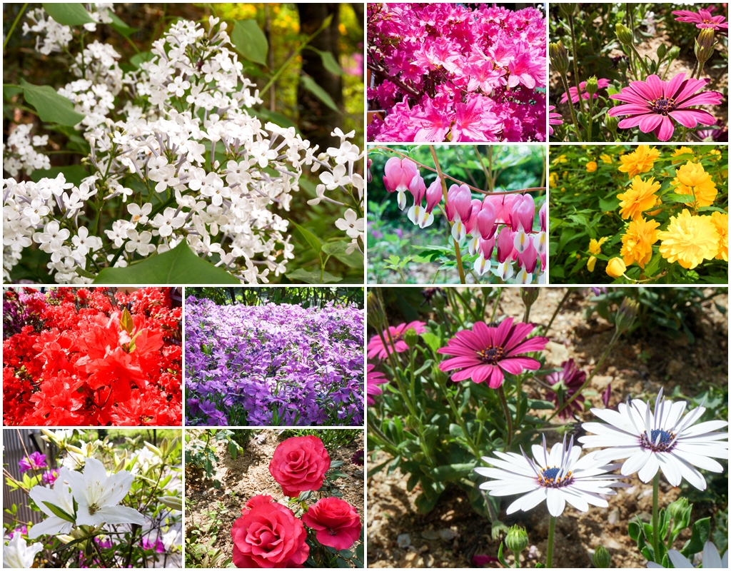 느티나무 정원에 핀 꽃들.jpg