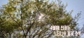 사진:2022년 느티나무 봄꽃소식을 전합니다.